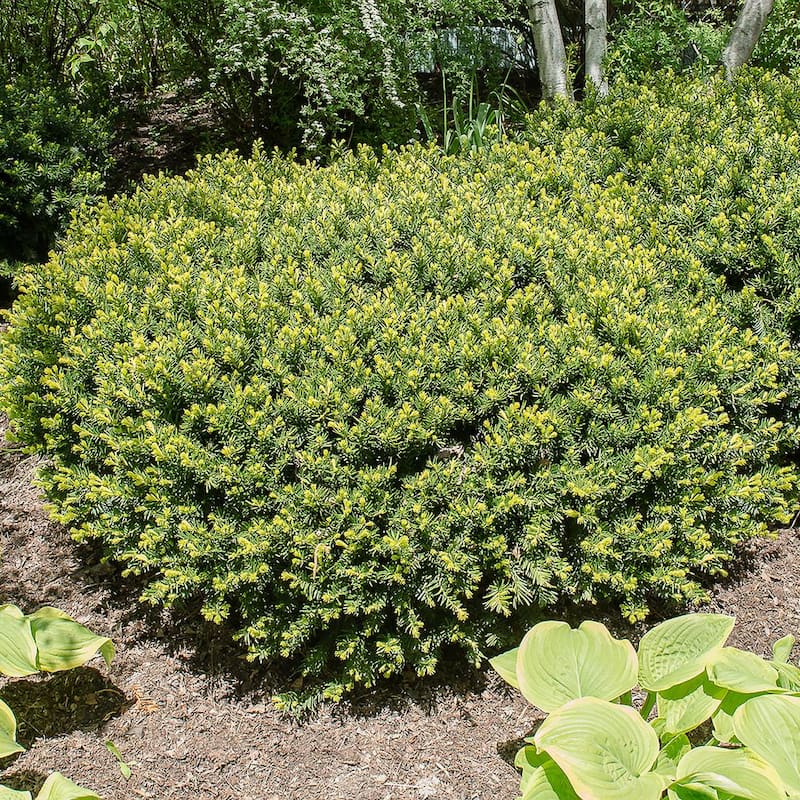 1.50 Gal. Pot, Densiformis Spreading Yew (Taxus), Live Evergreen Shrub (1-Pack)